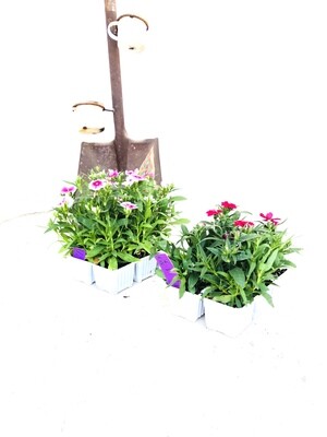 Dianthus Mixed Colours Seedlings 6 Pack Dianthus Mixed Colours Seedlings 6 Pack