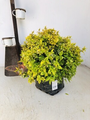 Abelia x grandiflora Kaleidoscope var. 10 liters 70cm x 90cm Abelia x grandiflora Kaleidoscope var. 10 liters 70cm x 90cm