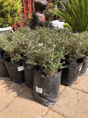 Serissa Foetida variegata 10 Liter Serissa Foetida variegata 10 Liter