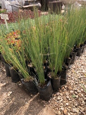 Juncus effesus 'Common Rush' 2L Landscaping Juncus effesus 'Common Rush' 2L Landscaping
