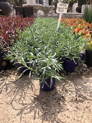 Lavendula Margaret Roberts 2 liter Landscaping Lavendula Margaret Roberts 2 liter Landscaping
