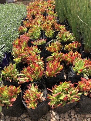 Crassula captitella 'Campfire' 3 Liter Crassula captitella 'Campfire' 3 Liter