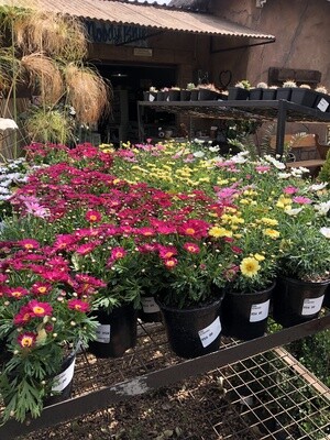 Argyranthemum madeira 15cm mixed Colours Argyranthemum madeira 15cm mixed Colours