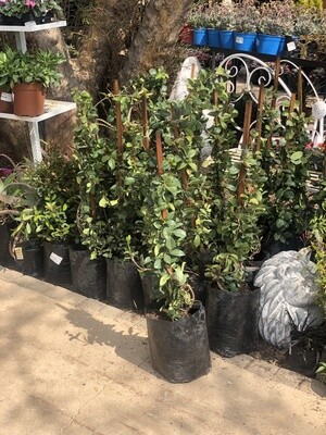 Star jasmine 10 liter bush nice plants Star jasmine 10 liter bush nice plants