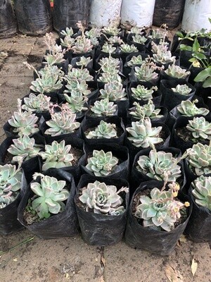 Echeveria elegans 'Rock Rose' 4 liter Echeveria elegans 'Rock Rose' 4 liter