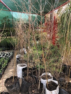 Betula pendula 'silver birch' 20 liters Betula pendula 'silver birch' 20 liters