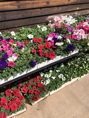 Petunia Mixed Colours Seedlings 30 pack Petunia Mixed Colours Seedlings 30 pack