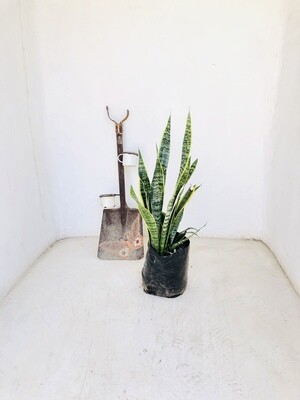 Sanseveria tri Green and Yellow 10 liter Sanseveria tri Green and Yellow 10 liter