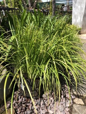 Acorus Large Gold 2.5 liter!!! Nice Plants!!! Acorus Large Gold 2.5 liter!!! Nice Plants!!!