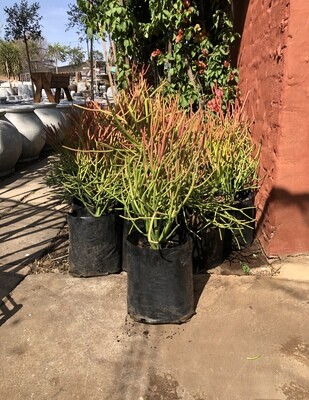 Euphorbia tirucalli 'Firesticks' 10 Liter