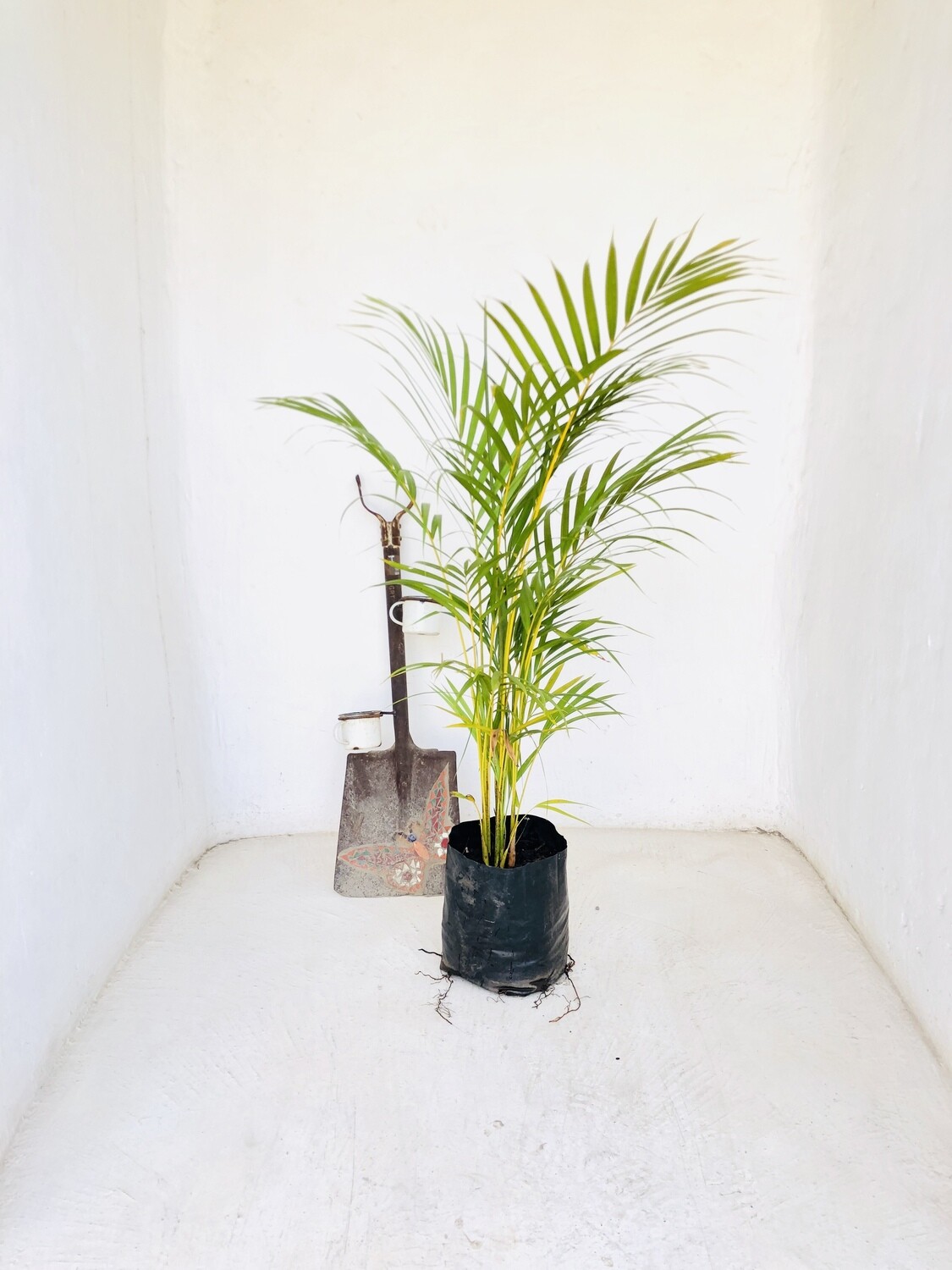Bamboo Palm 10 liter