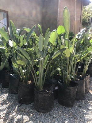 Strelitzia reginea Large Plants 20 liters