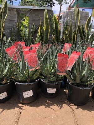 Aloe hybrid ‘Peri-Peri’ (PBR) 17cm Aloe hybrid ‘Peri-Peri’ (PBR) 17cm