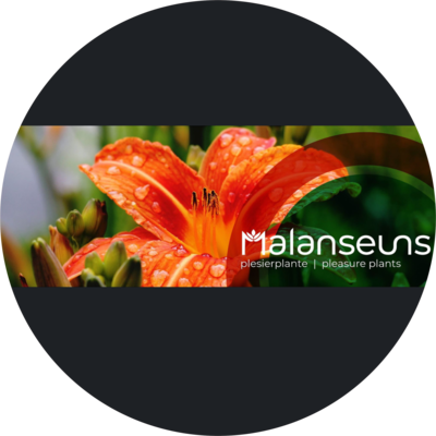 Malanseuns Wholesale Nursery Specials and New Releases!!!