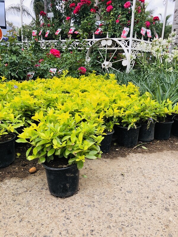 Duranta 'Sheena's Gold Landscaping