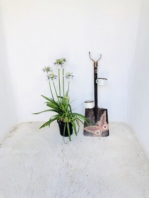 Agapanthus Twister Large Plants 19cm Pot Agapanthus Twister Large Plants 19cm Pot