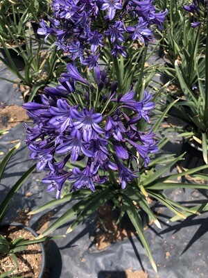 Agapanthus Buccaneer 17cm Pot Nice Plants!!! Agapanthus Buccaneer 17cm Pot Nice Plants!!!