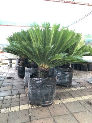 Cycas Revoluta 80 liter plants H1500mm Cycas Revoluta 80 liter plants H1500mm