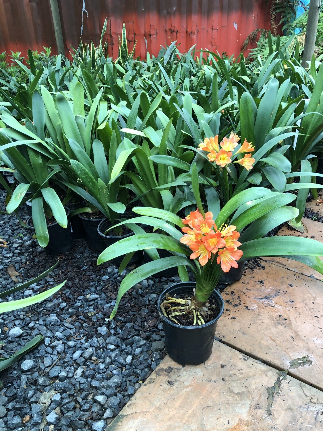 Clivia 17cm pot some in flower. Lovely plants!