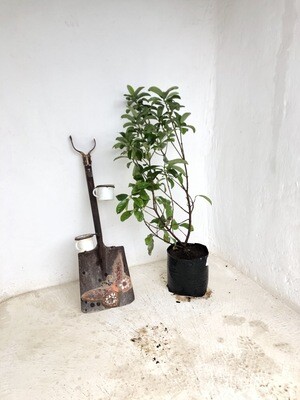Viburnum Odoratissimum 10 Liter Ba Viburnum Odoratissimum 10 Liter Ba