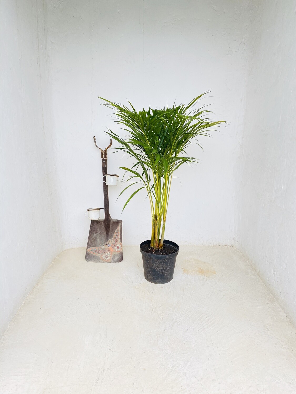 Bamboo Palm 25cm Pot. Lovely plants H1200mm