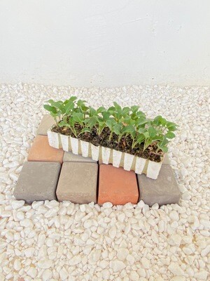 Broccoli 30 Pack Veg Seedlings Broccoli 30 Pack Veg Seedlings