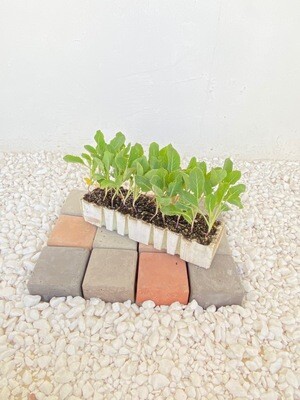 Cauliflower 30 Pack Veg Seedlings Cauliflower 30 Pack Veg Seedlings