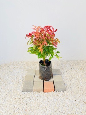 Nandina Pygmaea 5 liter Height 400-500mm Nandina Pygmaea 5 liter Height 400-500mm
