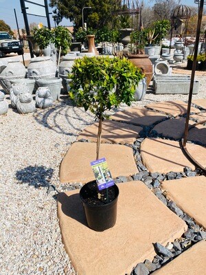 Abelia francis mason Patio Standard 19cm Pot H800mm Abelia francis mason Patio Standard 19cm Pot H800mm