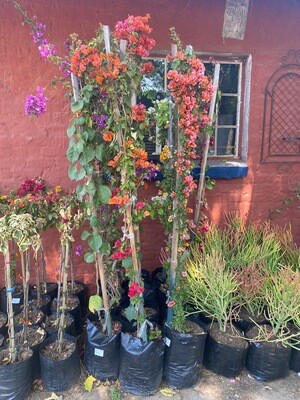 Bougainvillea various colors 20 liter Bougainvillea various colors 20 liter