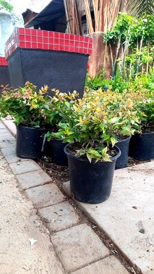 Abelia grandiflora Abelia grandiflora