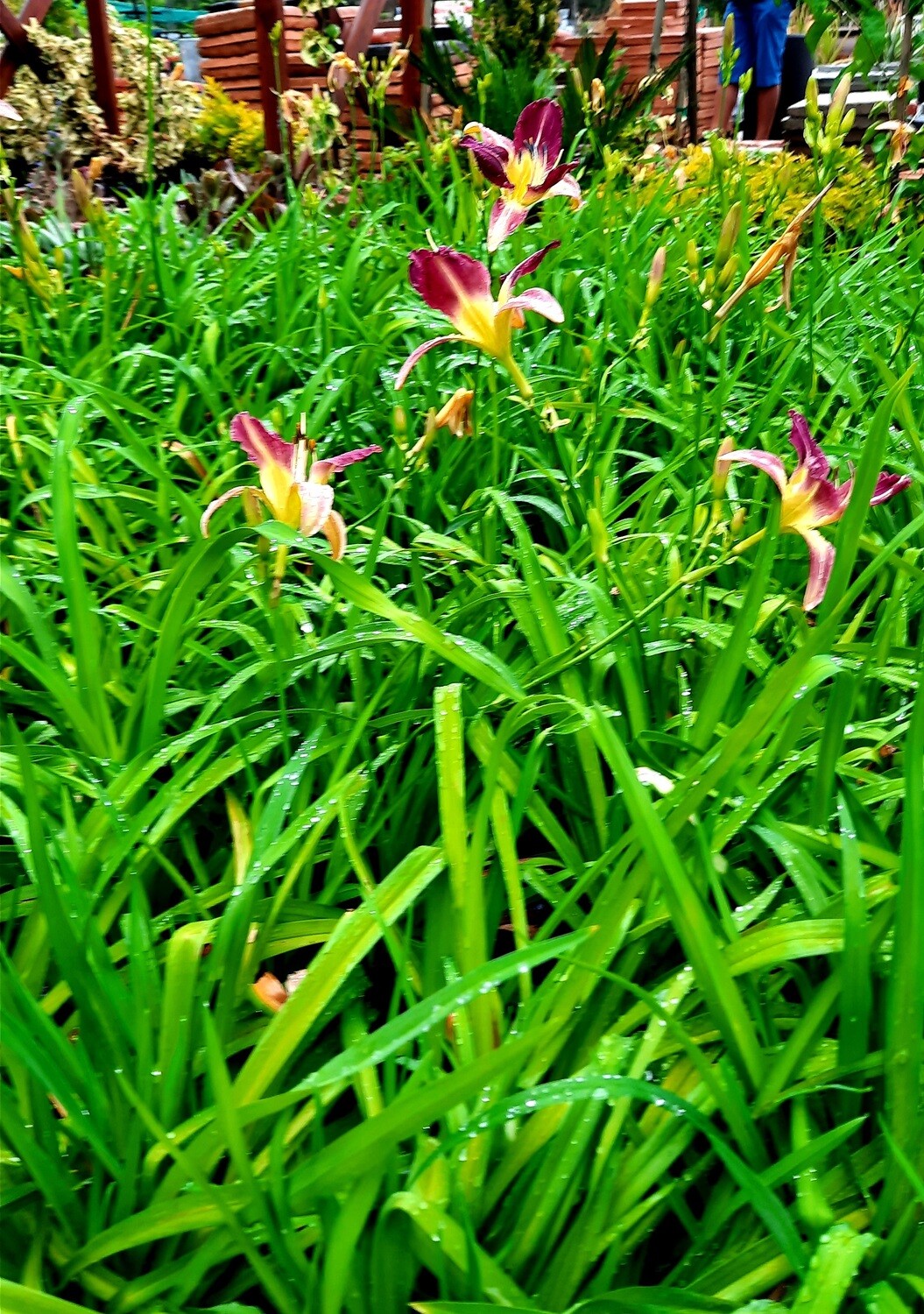 Hemerocallis Day Lillies 4L - Landscaping Mix, mainly orange and dark maroon