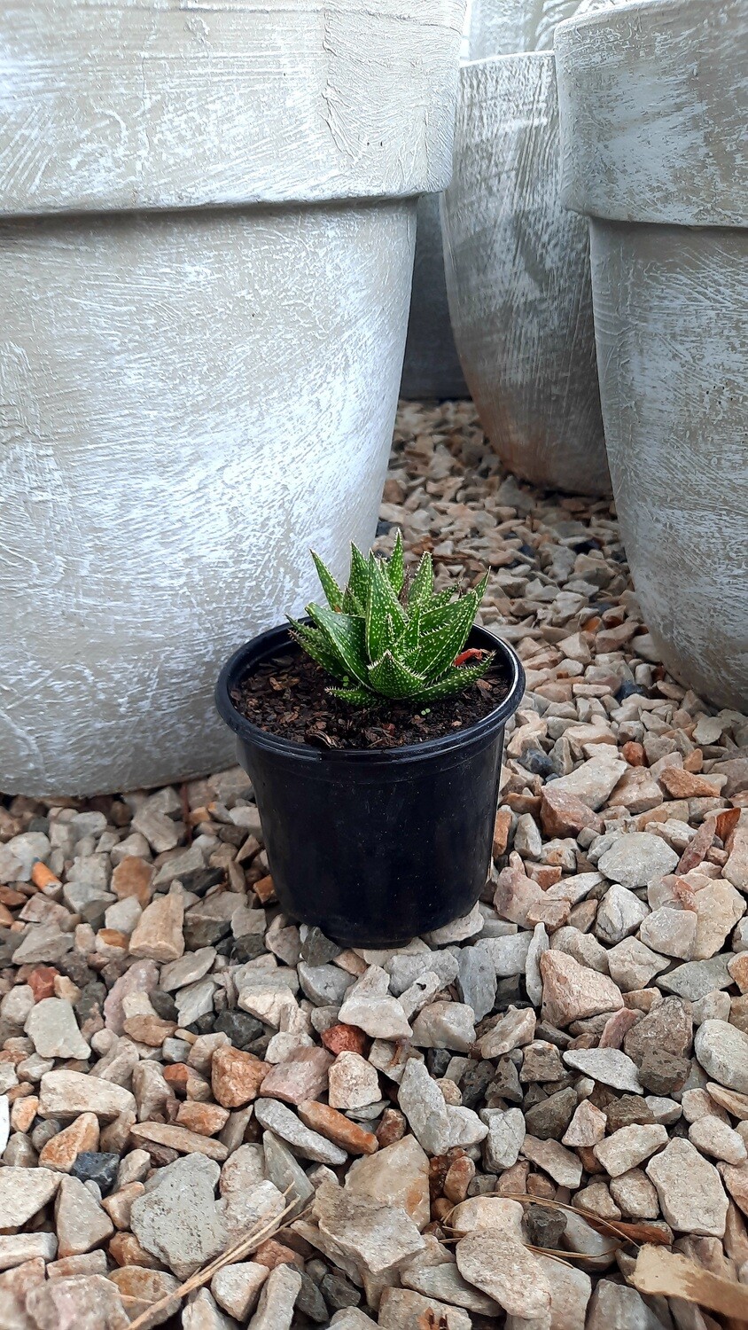 Aloe Tuffy 10cm