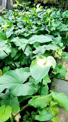 Zantedeschia 'Arum lilies' Green Goddess 10L