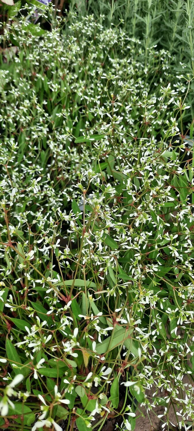 Euphorbia "Diamond Star" 17cm