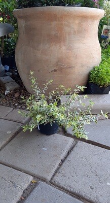 Abelia x Grandiflora 'Radiance' 5 Liter Abelia x Grandiflora 'Radiance' 5 Liter