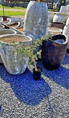 Senegalia Galpinii (Acacia Galpinii Senegalia Galpinii (Acacia Galpinii
