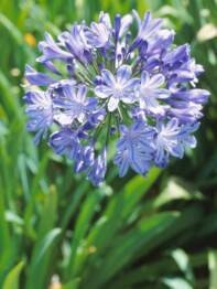Agapanthus Praecox &#39;Blue&#39; African Lily 2L