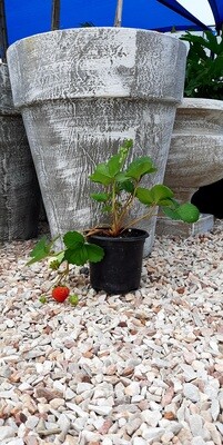 Fragaria X Annassa Strawberry-Elan 2L Fragaria X Annassa Strawberry-Elan 2L