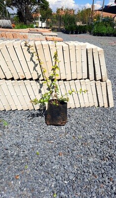 Abelia Grandiflora 'Francis Mason' 4 Liters Abelia Grandiflora 'Francis Mason' 4 Liters
