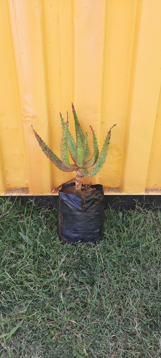 Aloe marlothii 10 liters Special!