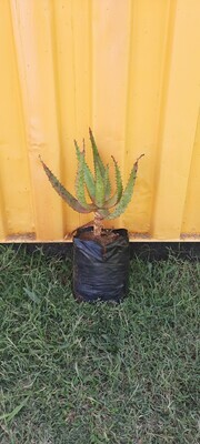 Aloe marlothii 10 liters Special! Aloe marlothii 10 liters Special!