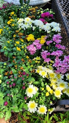 Chrysanthemum Mixed Colours 14cm