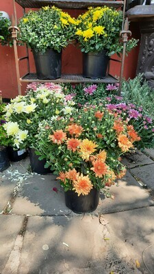 Chrysanthemum &quot;Garden Mums&quot; Mixed Colours 19cm