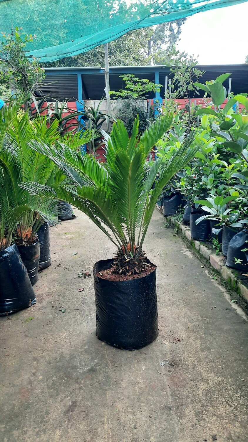 Cycas Revoluta 20 liter plants H1100mm