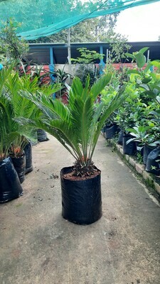 Cycas Revoluta 20 liter plants H1100mm Cycas Revoluta 20 liter plants H1100mm