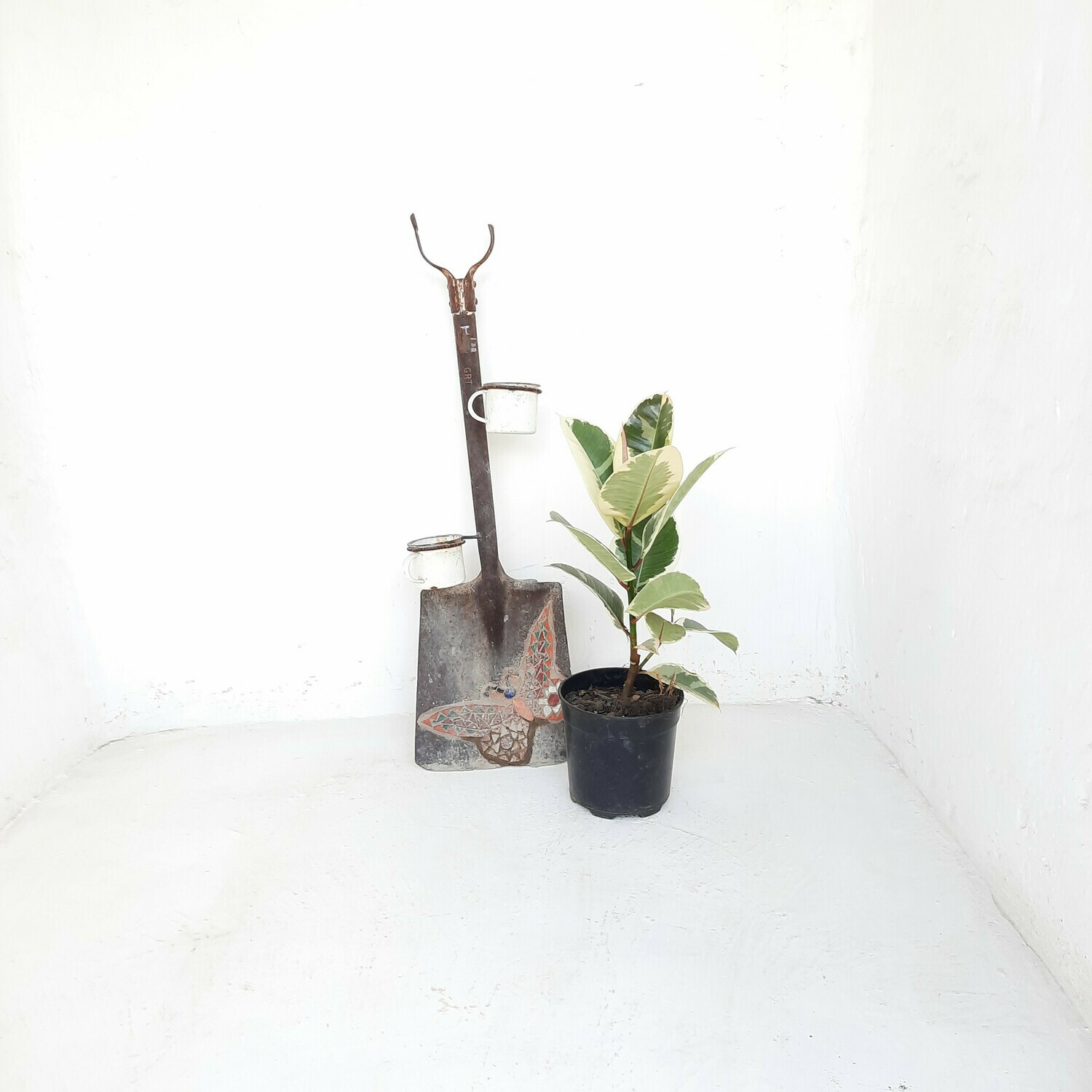 Ficus Elastica Tineke 19cm