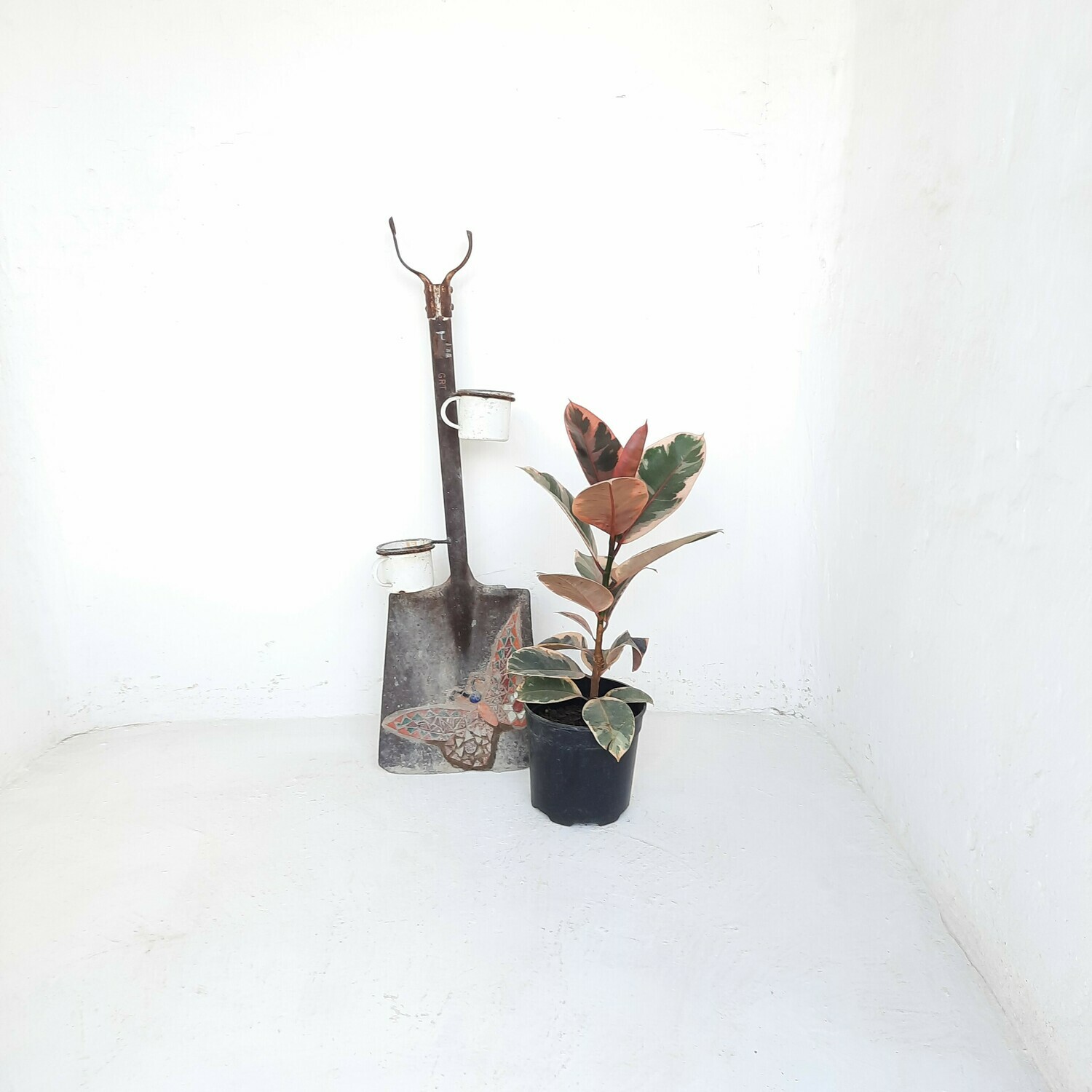 Ficus Elastica Beliza 19cm