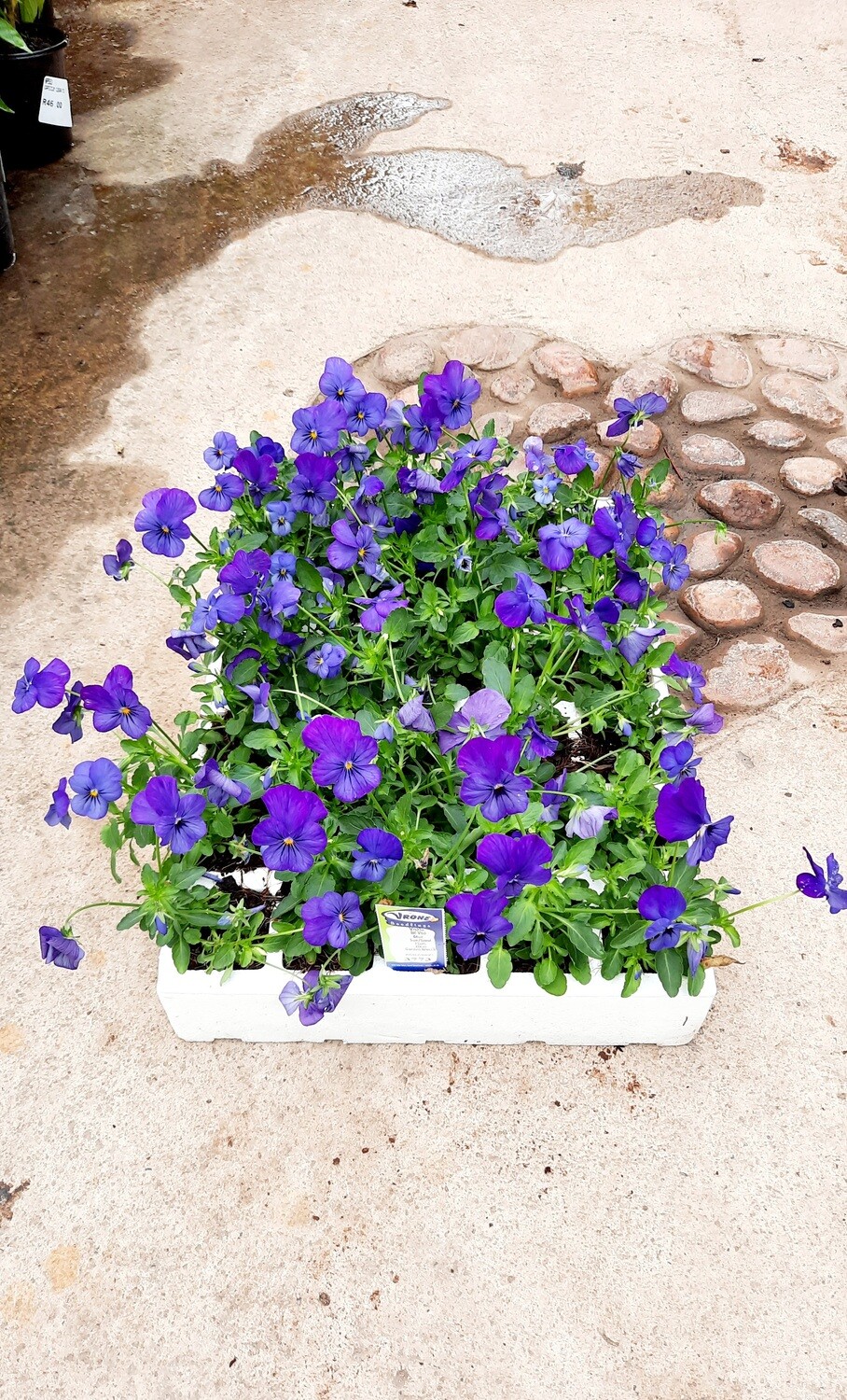 Viola Bal Viso Blue Seedlings 30 Pack