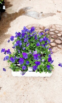 Viola Bal Viso Blue Seedlings 30 Pack Viola Bal Viso Blue Seedlings 30 Pack